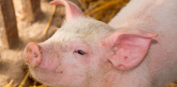 Ciencia corneas de piel de cerdo para la ceguera 4